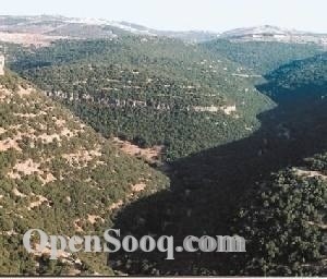 شاليه مفروش ومزرعة للإيجار اليومي بين غابات عجلون الخلابه وفي أعلى مناطق الأردن